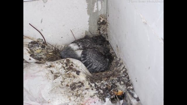 Рождение голубей