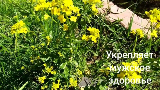СУРЕПКА ОБЫКНОВЕННАЯ.Barbarea vulgaris.Мужская трава. смотреть онлайн