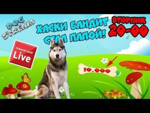 DOGSTREAM: ХАСКИ БАНДИТ СТАЛ ПАПОЙ! И празднуем 10 000 подписчиков! Говорящая собака