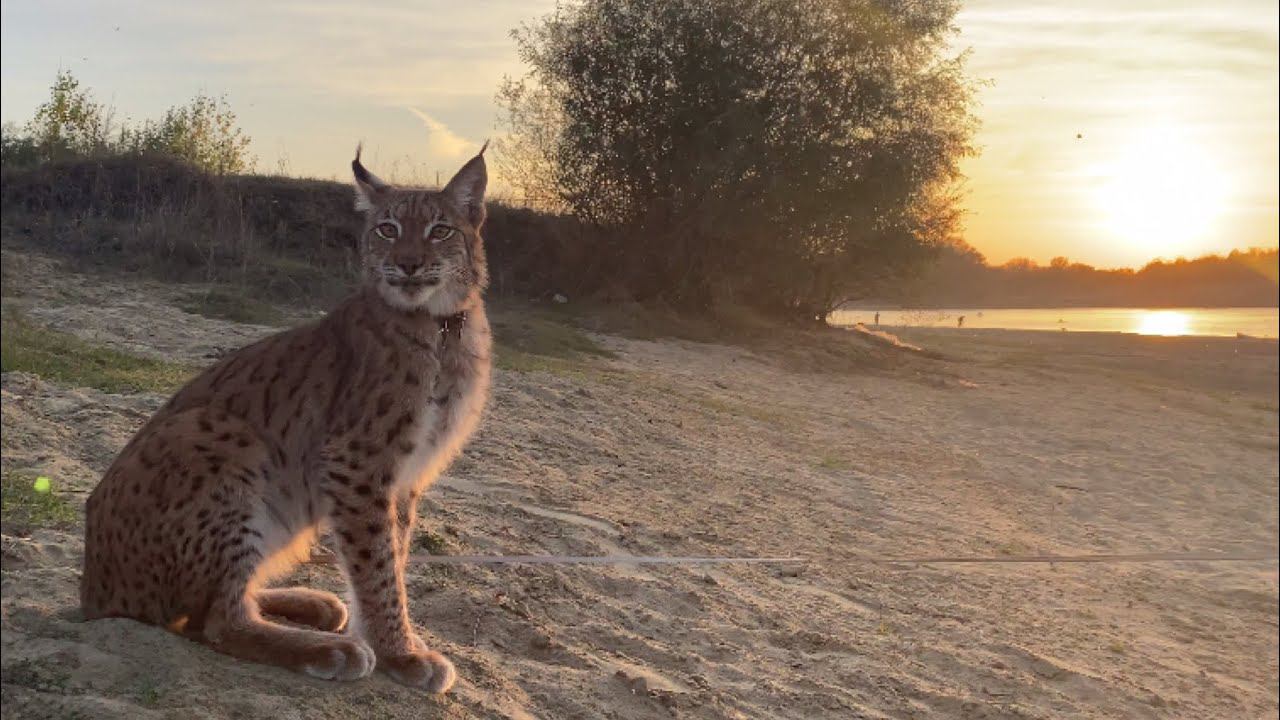 Рысь на пляже. Прогулка.  /  Walking with a lynx on the beach.