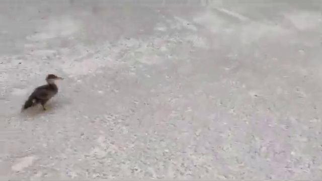 Утенок/ Джексон/ Папа