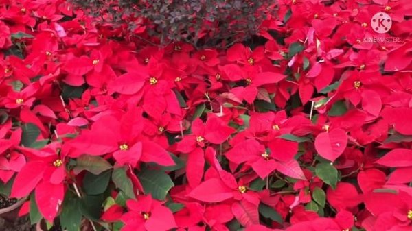 poinsettia plants/ Euphorbia pulcherrima