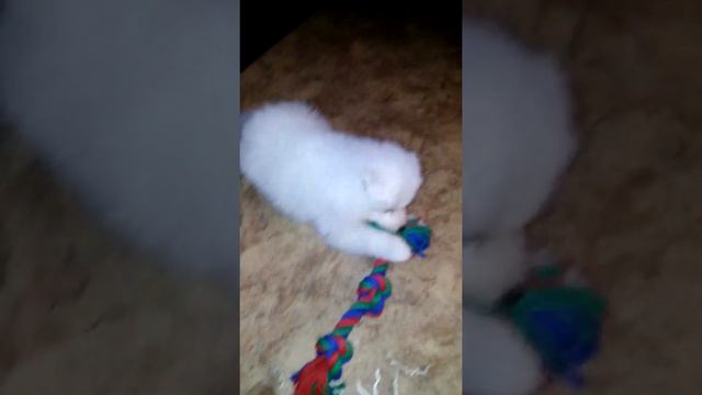 Первый день дома.Джеки 1,5 месяца.июнь 2017г. смотреть онлайн