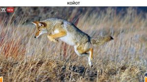 ЗВУКИ ЖИВОТНЫХ #2