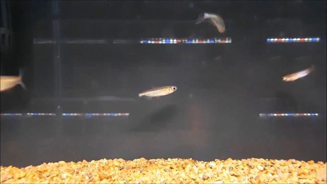 Red Congo Tetra (Alestopetersius brichardi) смотреть онлайн