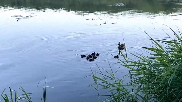 Клип Плакала (cov. KAZKA ) смотреть онлайн