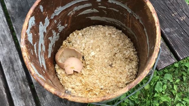 Самый простой способ выращивания опарышей в домашних условиях условия смотреть онлайн