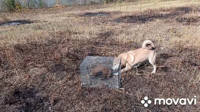 Охота с лайками: Люське 5 мес. с каждым днём становится активней смотреть онлайн