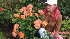 Роза Изи Даз Ит  Первое цветение