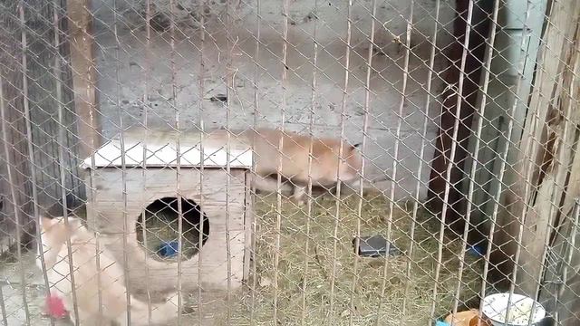 92. Утреннее видео дикая лиса Маркиза после промывки лекарством обеих глаз играет с котиком Амуром. смотреть онлайн