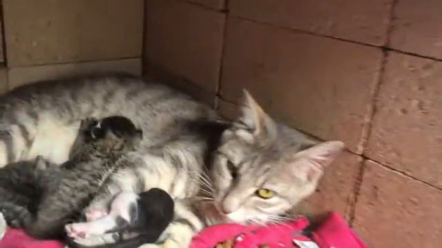 Влог от Melissa Tv Уличная кошка родила у нас на балконе :) Видео про Котят для детей Video For Kid смотреть онлайн