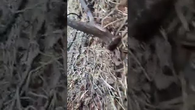 Как Собирают В Польше Рога [ ] смотреть онлайн