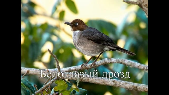 Дрозды. Фото разных дроздов под голос певчего дрозда смотреть онлайн