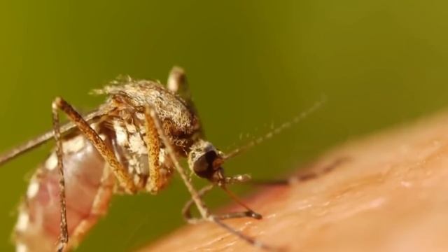 Животные Паразиты, Которые Управляют Поведением Своих Хозяев смотреть онлайн