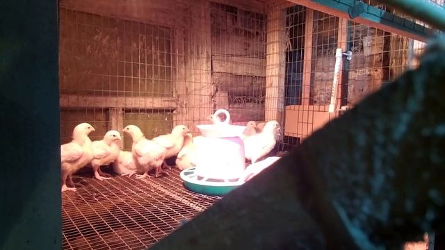 Индюшата, цыплята и прочие не дают покоя и куры несушки - перезагрузка! смотреть онлайн