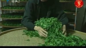 Ферментация чая