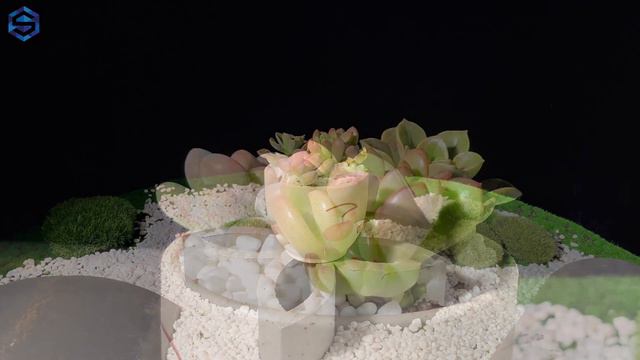 Echeveria Black prince смотреть онлайн