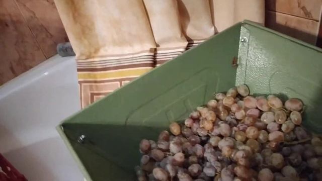 Виноград , мыть или не мыть? смотреть онлайн