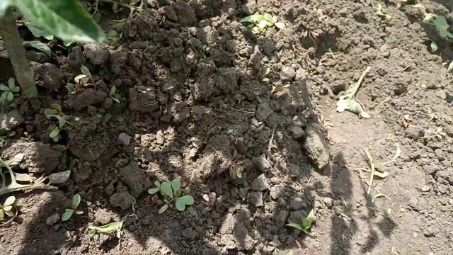 Три золотых правила для профилактики фитофторы смотреть онлайн