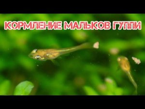ПРАВИЛЬНОЕ КОРМЛЕНИЕ МАЛЬКОВ ГУППИ