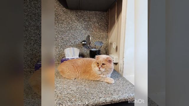 Мои животные, пока хозяйка на отдыхе...))) смотреть онлайн