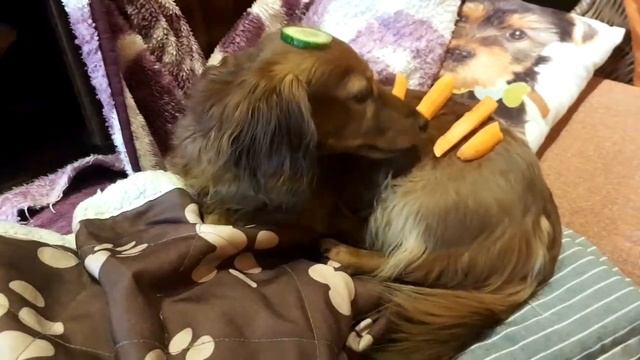 Dachshound veggie killer смотреть онлайн