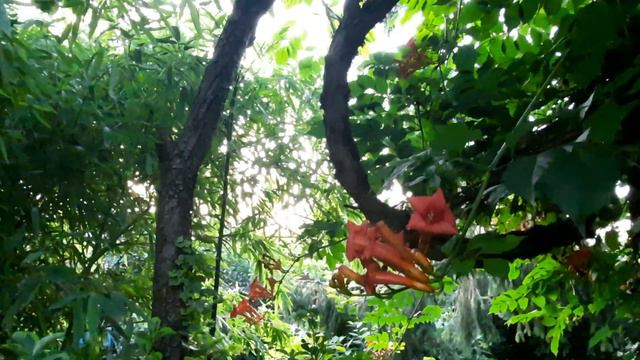 Лилии в саду!Хосты,БАМБУК,ДЁРЕН,КАМПСИС,РОЗЫ,МАГНОЛИЯ ГРАНДИФЛОРА!КОЛЕУС,МУШМУЛА!1 ИЮЛЯ 2023Г.🌺🌸🌼🌸🌺