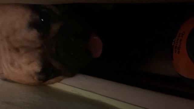 Ben the French Bulldog’s desperate attempt to obtain the bottle of truth смотреть онлайн