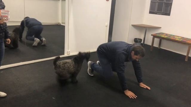 Обалдеть... Какие Трюки Показывает Собака Керри блю терьер! смотреть онлайн