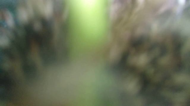 Ёжик говорит фыр... взаимная подписка в комментариях VivaVideo.