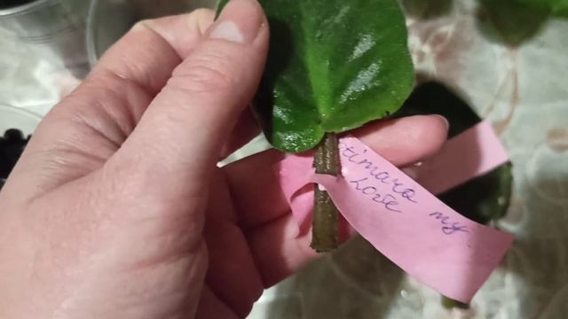 Фиалочные покупки с выставки ?