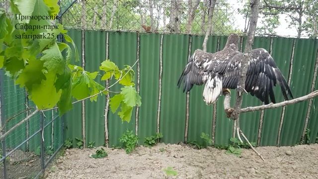 БЕЛОПЛЕЧИЙ ОРЛАН В НОВОЙ ВОЛЬЕРЕ смотреть онлайн