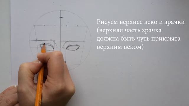Как нарисовать лицо в фас. Уроки рисования. Как нарисовать портрет пошагово. смотреть онлайн
