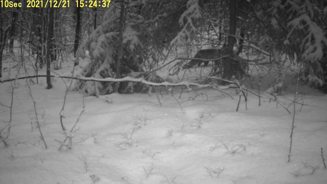 Лисица Тарловка НП Нижняя Кама смотреть онлайн