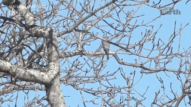 hawk, Skully hyena, Sunset Sep 23 2021 смотреть онлайн