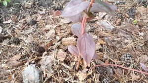 Голубика, как выглядят цветочные почки? Чем подкормить голубику, для лучшей зимовки