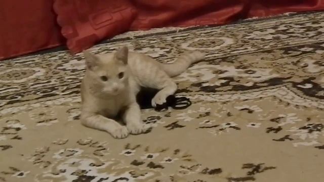 котик и хвостик. смотреть онлайн