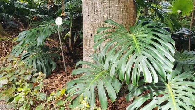 Прогулка по ботаническому саду на о.Тенерифе. Август 2023. смотреть онлайн