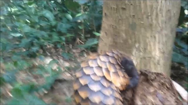 Black bellied Pangolin feeding смотреть онлайн