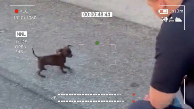HOMELESS PUPPY Has Followed A Policeman And TERRIBLE THING HAPPENED!
