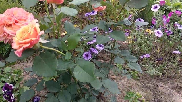 Роза🌹Ла Вилла Котта смотреть онлайн