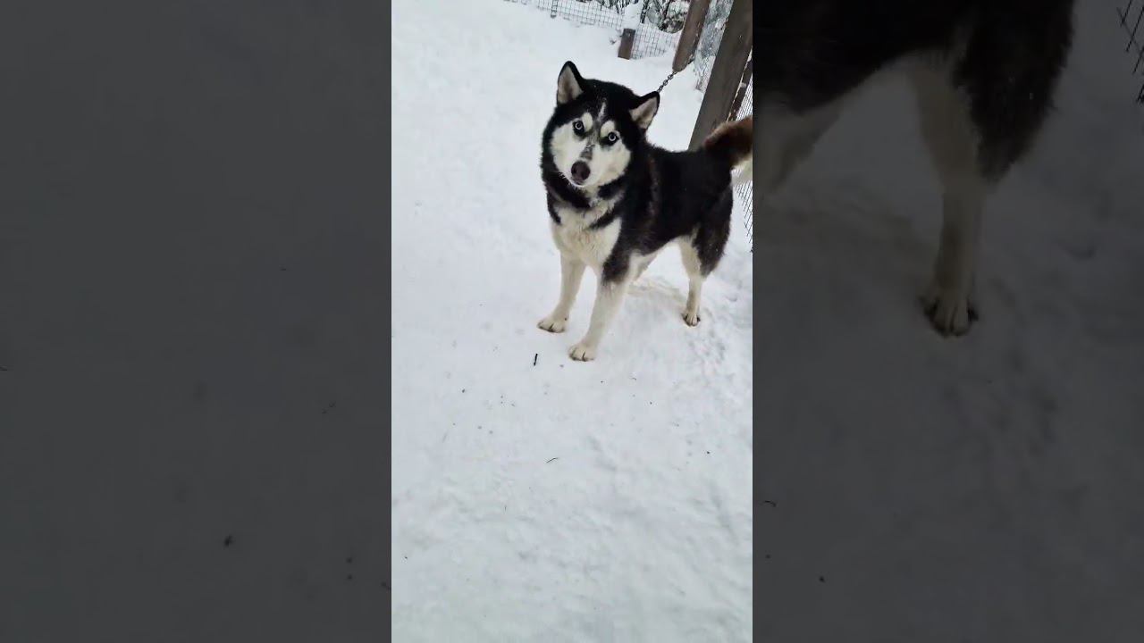 ▷Хаски красавчик◁ смотреть онлайн