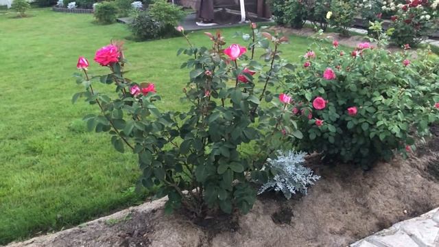 Роза Acapella (Акапелла).