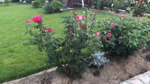 Роза Acapella (Акапелла).