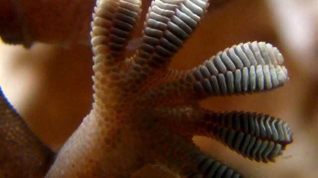 Facts About Geckos For Kids | LEOPARD GECKOS | Pet Reptiles for Kids смотреть онлайн