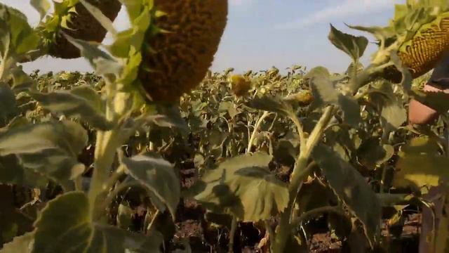 Гібрид соняшника Приват в полі 2020 смотреть онлайн