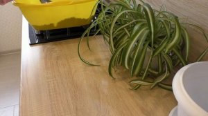 Комнатные растения ?Кудрявый хлорофитум? Пересадка и мои методы ухода