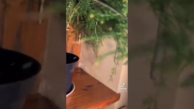 аспарагус перестый смотреть онлайн