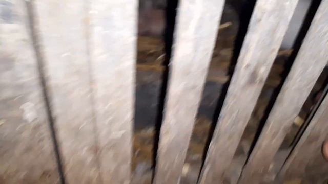 Иранские бойные голуби//Головатые//Пошли голубята смотреть онлайн