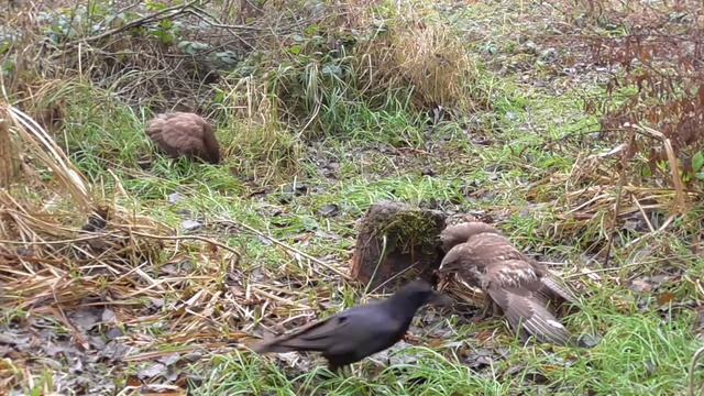 Common buzzards fighting for food (2:27) | Raven hide food (0:00) and come back (3:55) смотреть онлайн